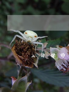 上海律师法律顾问报价 上海律师法律顾问报价