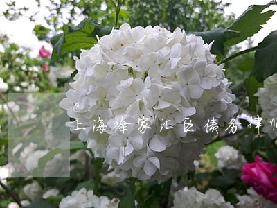 上海徐家汇区债务律师电话 上海徐家汇区债务律师电话