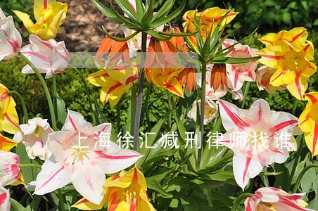 上海徐汇减刑律师找谁 上海徐汇减刑律师找谁