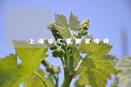 上海徐汇区借条律师 上海徐汇区借条律师