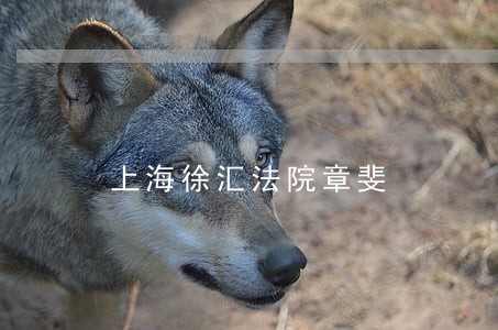 上海徐汇法院章斐