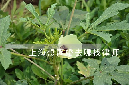 上海想离婚去哪找律师 上海想离婚去哪找律师