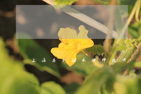 上海房产继承律师抗诉 上海房产继承律师抗诉