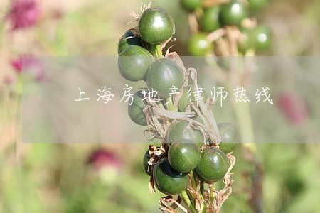 上海房地产律师热线 上海房地产律师热线