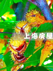 上海房屋买卖律师多少钱 上海房屋买卖律师多少钱