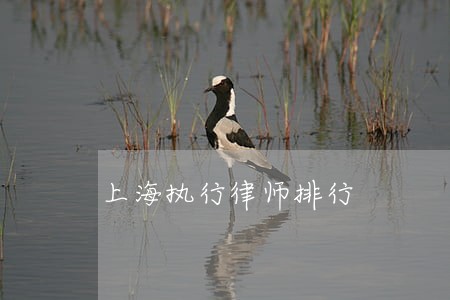 上海执行律师排行 上海执行律师排行