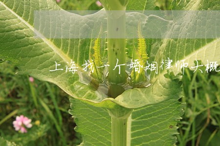 上海找一个婚姻律师大概多少钱 上海找一个婚姻律师大概多少钱