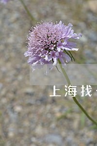 上海找个拘留保释律师电话咨询 上海找个拘留保释律师电话咨询