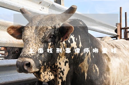 上海找刑事律师哪里找 上海找刑事律师哪里找