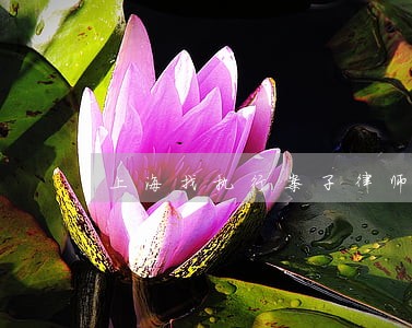 上海找执行案子律师 上海找执行案子律师