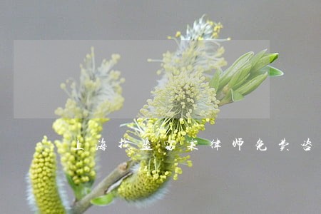 上海找盗窃案律师免费咨询 上海找盗窃案律师免费咨询