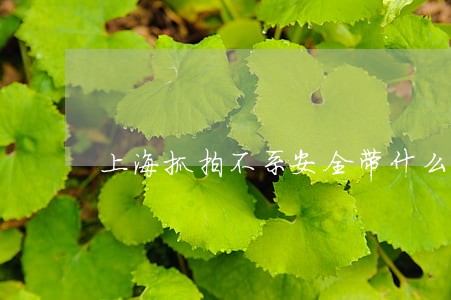 上海抓拍不系安全带什么违法行为 上海抓拍不系安全带什么违法行为