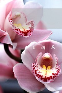上海抵押合同纠纷律师 上海抵押合同纠纷律师