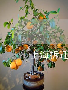 上海拆迁房屋咨询律师 上海拆迁房屋咨询律师