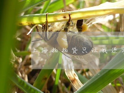 上海拍拍贷只让我还本金 上海拍拍贷只让我还本金