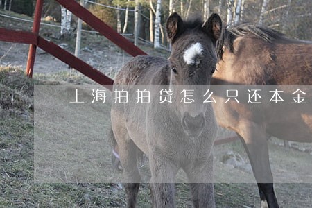 上海拍拍贷怎么只还本金 上海拍拍贷怎么只还本金