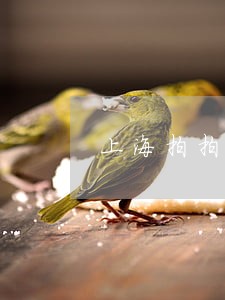 上海拍拍贷逾期1天有没事 上海拍拍贷逾期1天有没事