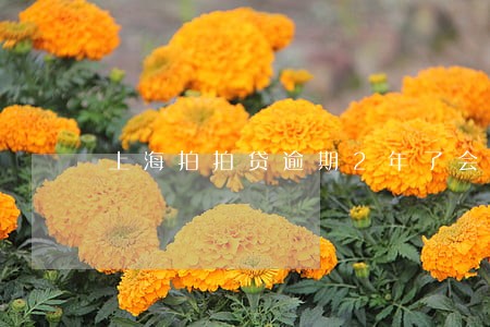 上海拍拍贷逾期2年了会坐牢吗 上海拍拍贷逾期2年了会坐牢吗