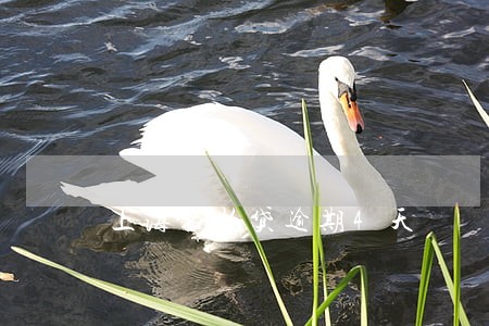 上海拍拍贷逾期4天 上海拍拍贷逾期4天