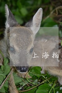 上海拍拍贷逾期4年