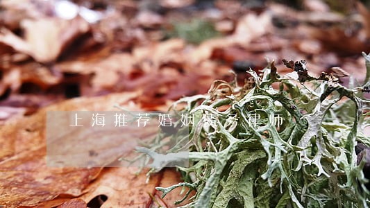 上海推荐婚姻债务律师 上海推荐婚姻债务律师