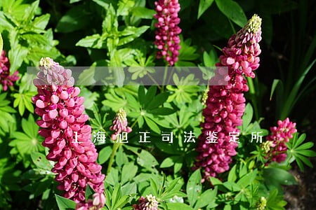 上海旭正司法鉴定所 上海旭正司法鉴定所
