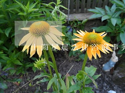 上海星晨法律咨询事务所 上海星晨法律咨询事务所