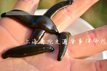 上海普陀交通肇事律师热线 上海普陀交通肇事律师热线