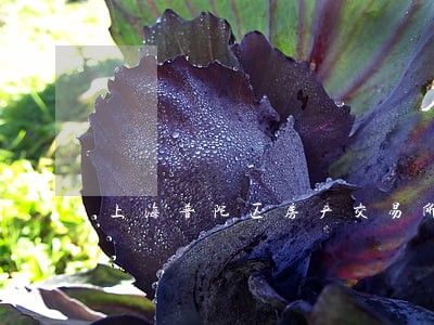 上海普陀区房产交易所