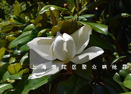 上海普陀区聚众哄抢罪律师在线 上海普陀区聚众哄抢罪律师在线