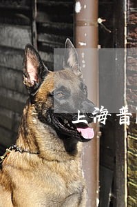 上海普陀区追债律师费一般多少 上海普陀区追债律师费一般多少