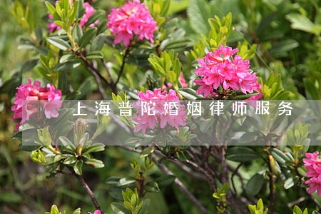 上海普陀婚姻律师服务 上海普陀婚姻律师服务
