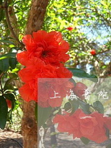 上海普陀常年法律顾问法律咨询