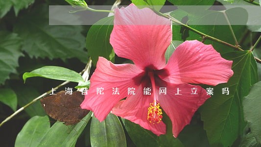 上海普陀法院能网上立案吗