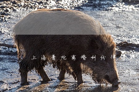 上海普陀离婚纠纷律师联系方式 上海普陀离婚纠纷律师联系方式