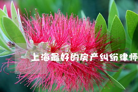上海最好的房产纠纷律师 上海最好的房产纠纷律师