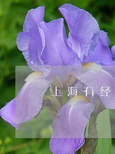 上海有经验的债务担保律师 上海有经验的债务担保律师