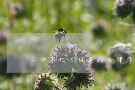 上海本地办理离婚女律师