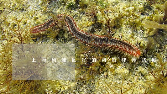 上海杨浦区好的离婚律师找谁 上海杨浦区好的离婚律师找谁