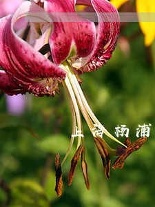 上海杨浦区涉外合同纠纷律师推荐 上海杨浦区涉外合同纠纷律师推荐