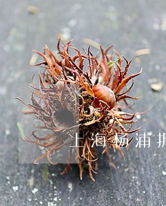 上海杨浦拆迁律师哪里好比较知名 上海杨浦拆迁律师哪里好比较知名