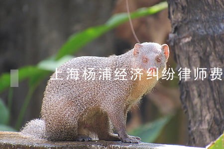 上海杨浦经济纠纷律师费用 上海杨浦经济纠纷律师费用
