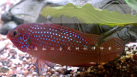 上海松江合同纠纷律师费一般多少 上海松江合同纠纷律师费一般多少