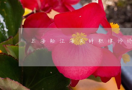 上海松江海关辞职律师价格 上海松江海关辞职律师价格