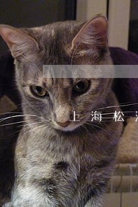 上海松江股权架构律师 上海松江股权架构律师