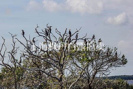 上海枫丹白露拍卖 上海枫丹白露拍卖