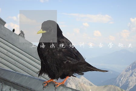 上海法院培训是否劳动关系