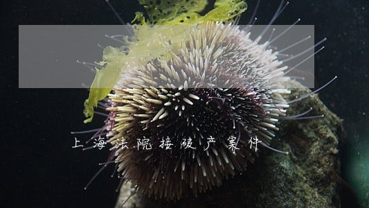 上海法院接破产案件