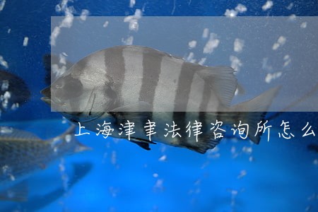 上海津聿法律咨询所怎么样 上海津聿法律咨询所怎么样