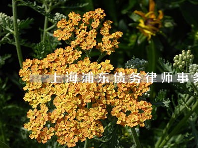 上海浦东债务律师事务所